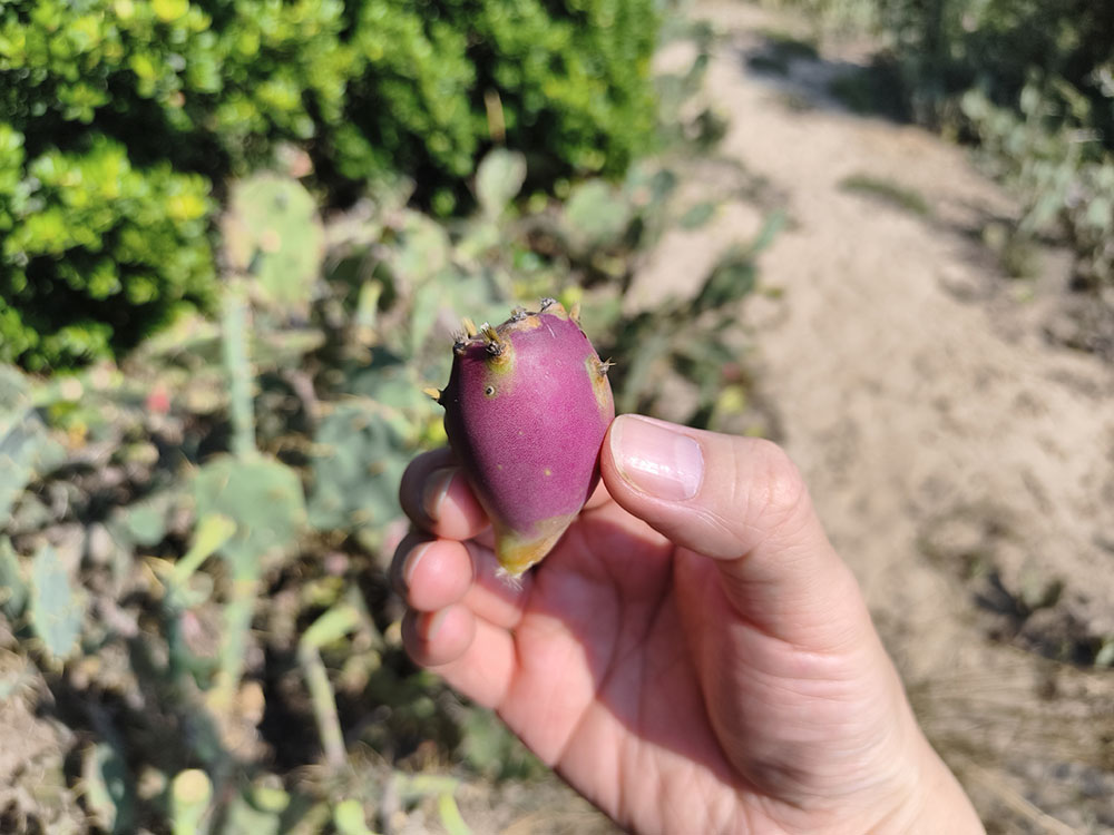 环岛公路：野生仙人掌林