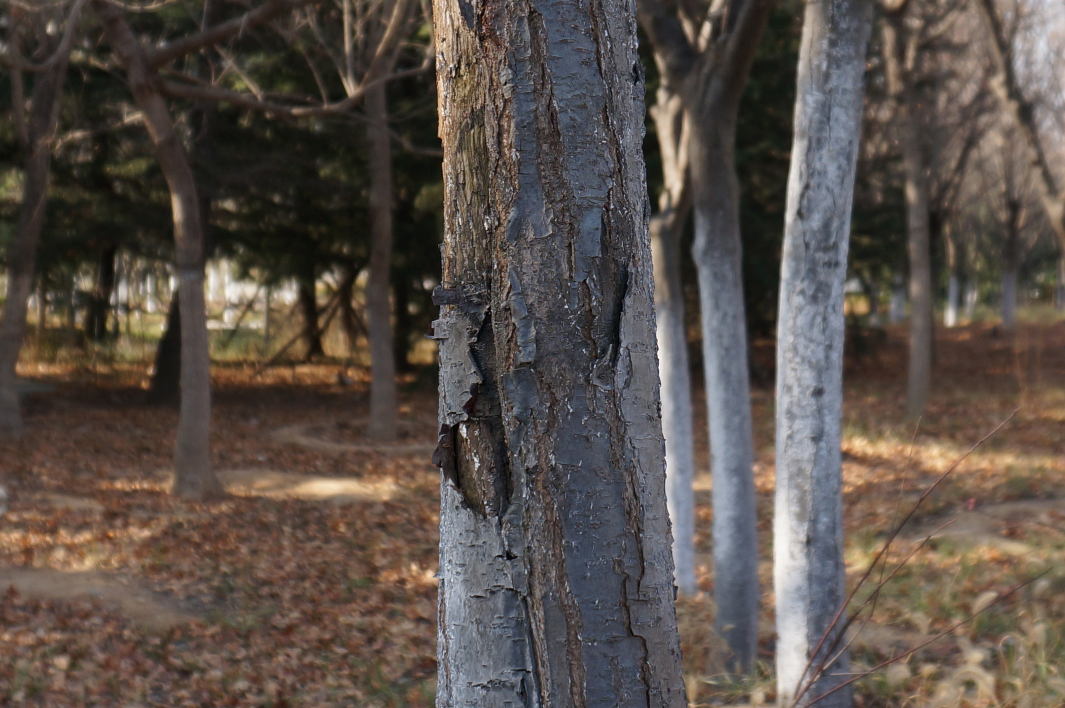 SONY SELP1650 SONY SELP1650