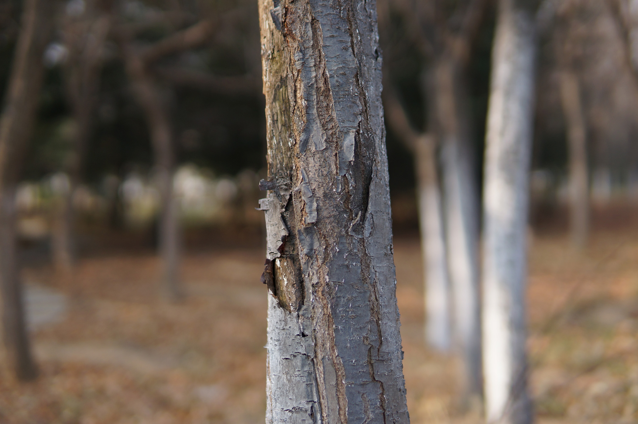 SIGMA E30F1.4 SIGMA E30F1.4