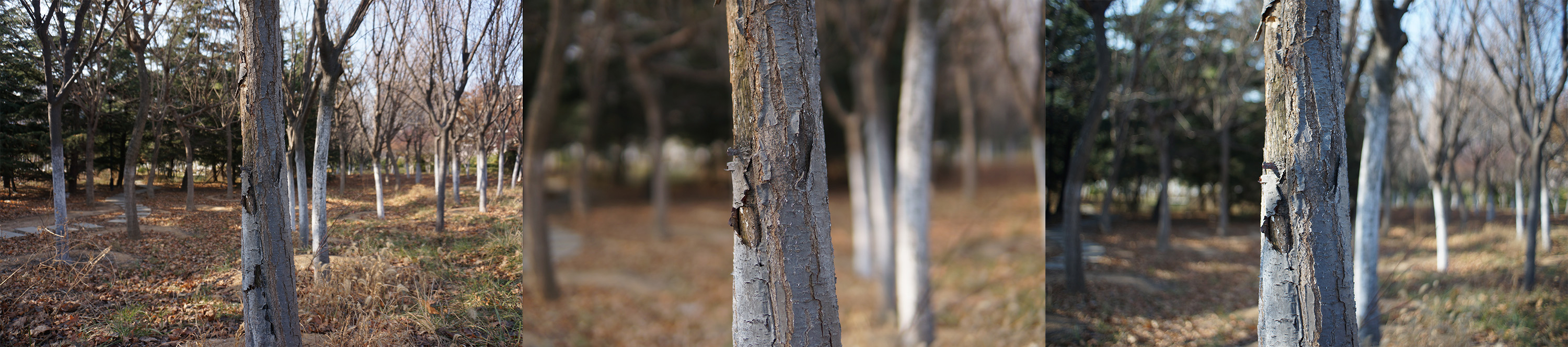 SONY@16MM vs SIGMA@30MM vs ZONLAI@22MM SONY@16MM vs SIGMA@30MM vs ZONLAI@22MM