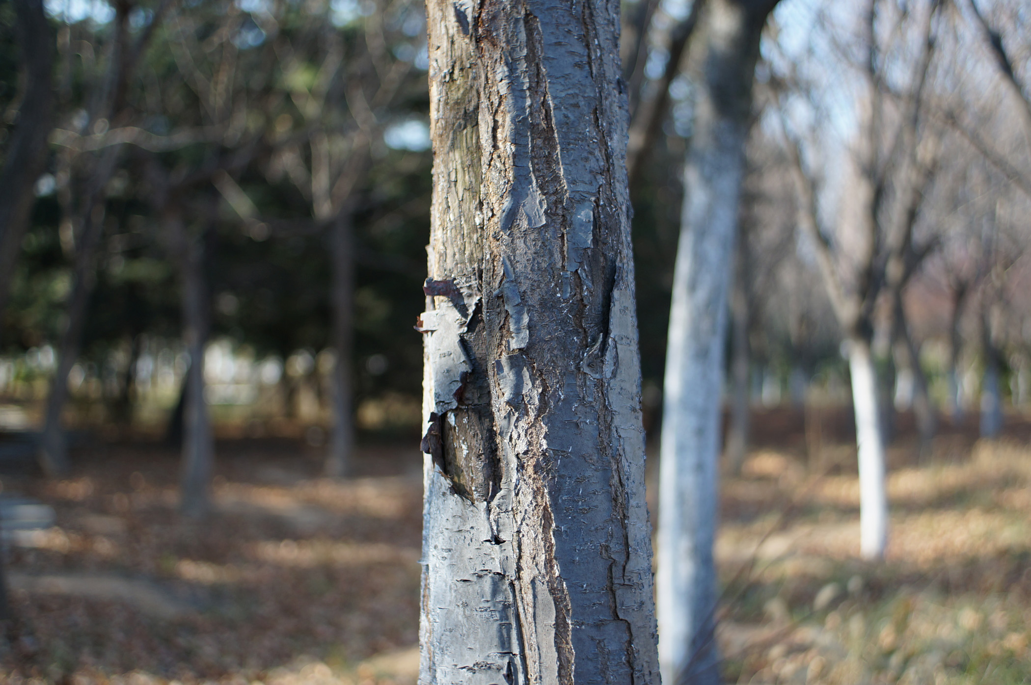 ZONLAI 22F1.8 ZONLAI 22F1.8